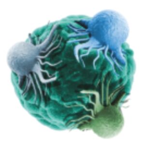 Tumour Models Summit Nordics 